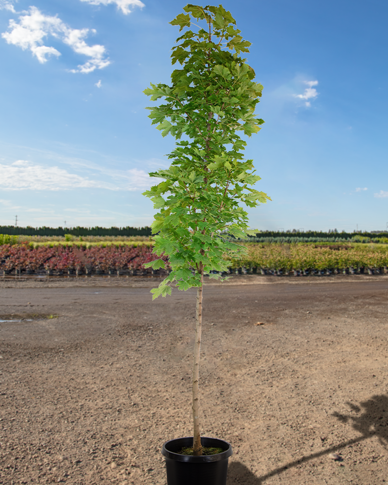 Columnar Norway Maple #15<br><i>Acer platanoides Columnare</br></i>