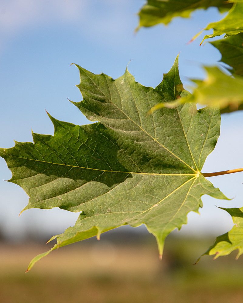 Columnar Norway Maple #15<br><i>Acer platanoides Columnare</br></i>