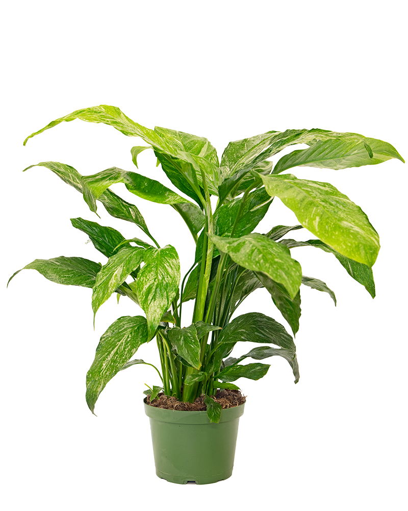 Spathiphyllum Domino 6"