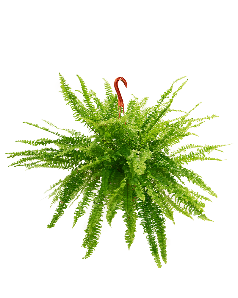 Fern Boston 6"