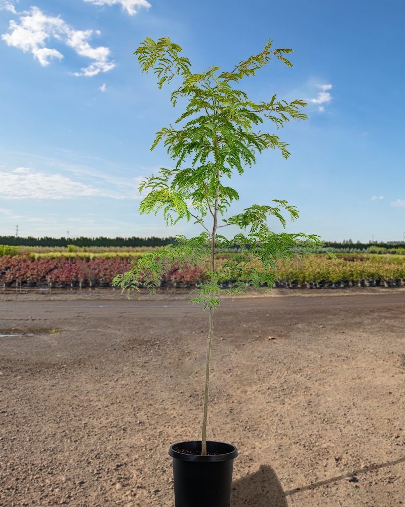 Sunburst Honeylocust #15<br><i>Gleditsia triacanthos Suncole</br></i>