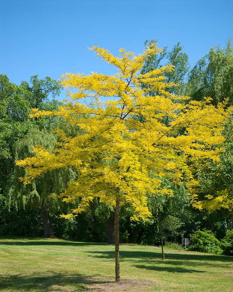 Sunburst Honeylocust #15<br><i>Gleditsia triacanthos Suncole</br></i>