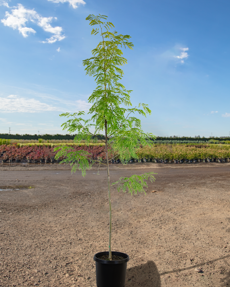 Street Keeper Honeylocust #15<br><i>Gleditsia triacanthos Draves</br></i>