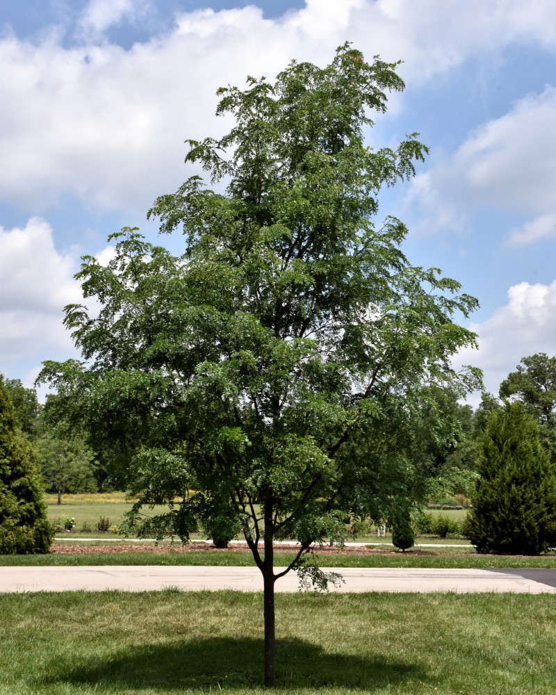 Street Keeper Honeylocust #15<br><i>Gleditsia triacanthos Draves</br></i>