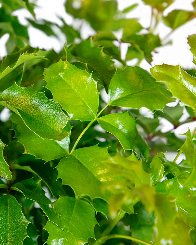 Compact Oregon Grape #5<br><i>Mahonia aquifolium Compactum</br></i>