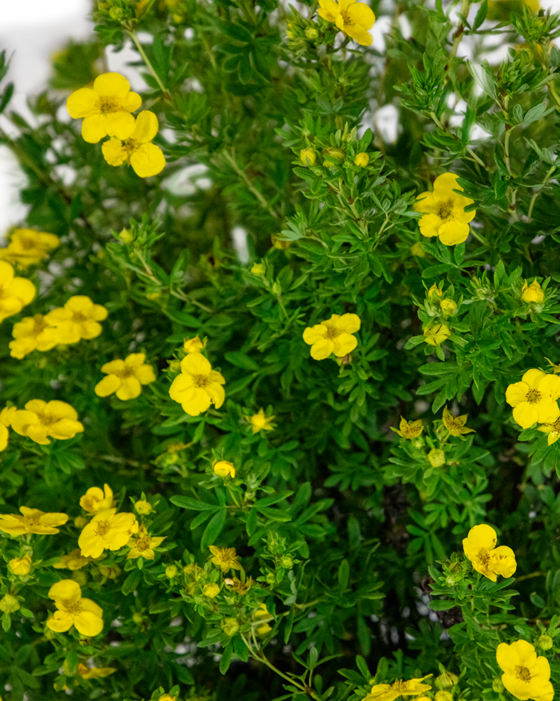 Goldfinger Potentilla #5<br><i>Potentilla fruticosa Goldfinger</br></i>