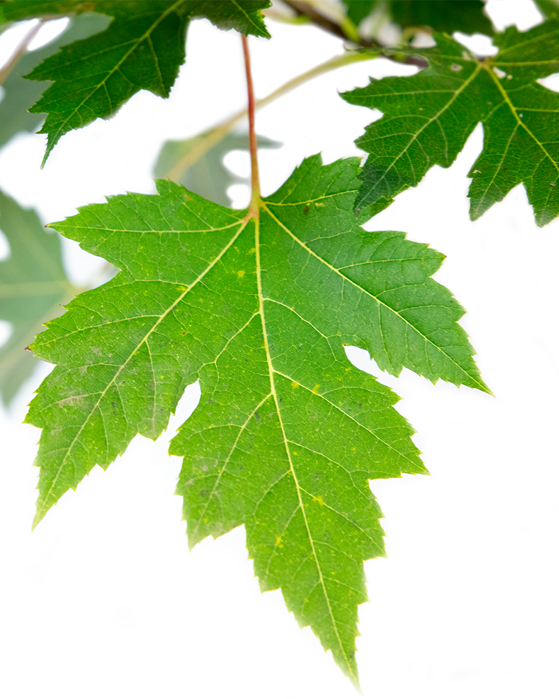 Celebration Maple #20<br><i>Acer x freemanii Celebration</br></i>