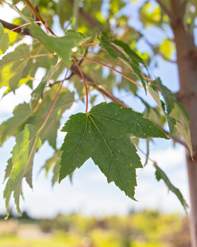 Burgundy Belle Red Maple #15<br><i>Acer rubrum Magnificent Magenta</br></i>