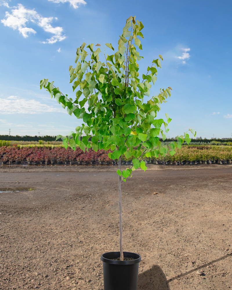 Eastern Redbud (tree form) #15<br><i>Cercis canadensis (tree form)</br></i>