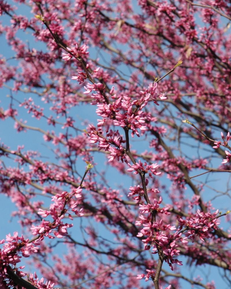 Eastern Redbud (tree form) #15<br><i>Cercis canadensis (tree form)</br></i>