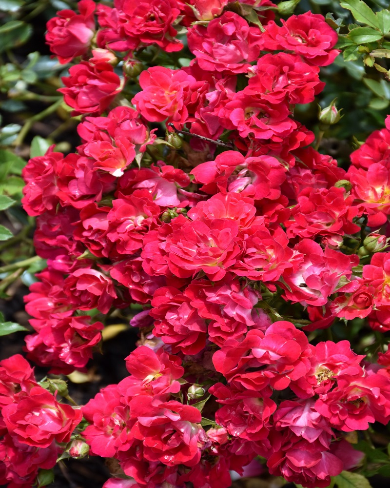 Double Knock Out® Rose #2<br><i>Rosa Radtko</br></i>