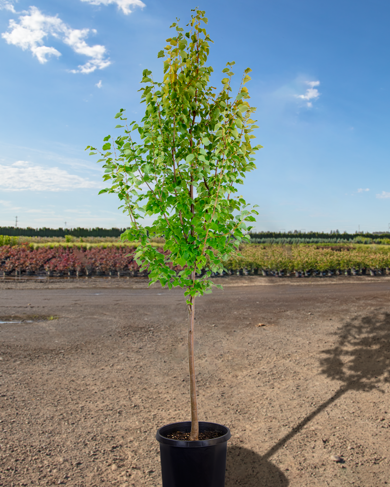 Greenspire Linden #15<br><i>Tilia cordata Greenspire</br></i>