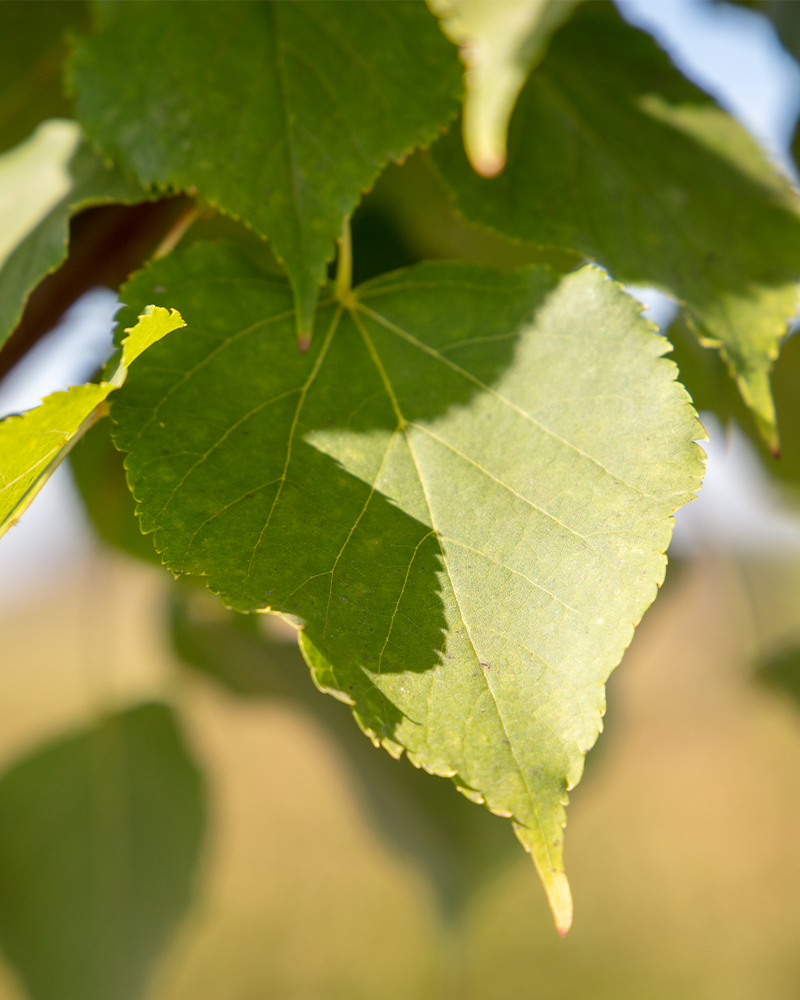 Greenspire Linden #15<br><i>Tilia cordata Greenspire</br></i>