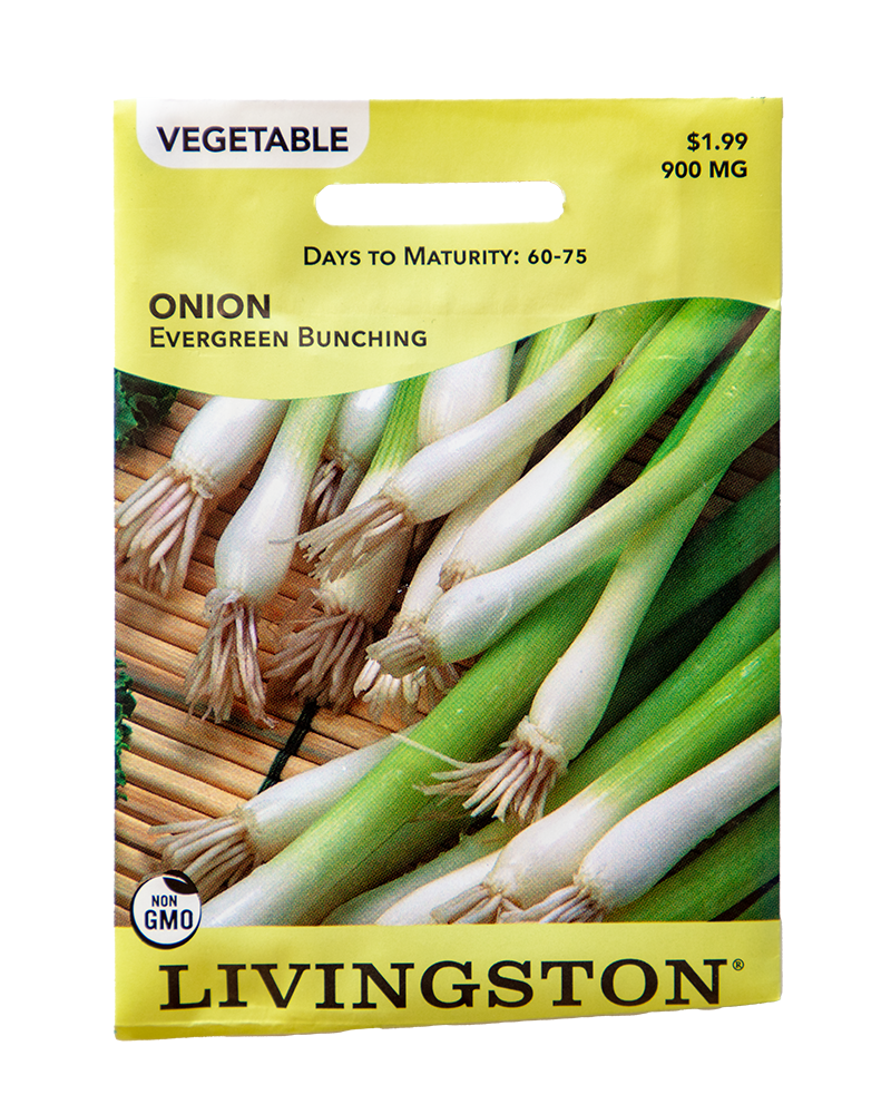 Onion Evergreen Bunching