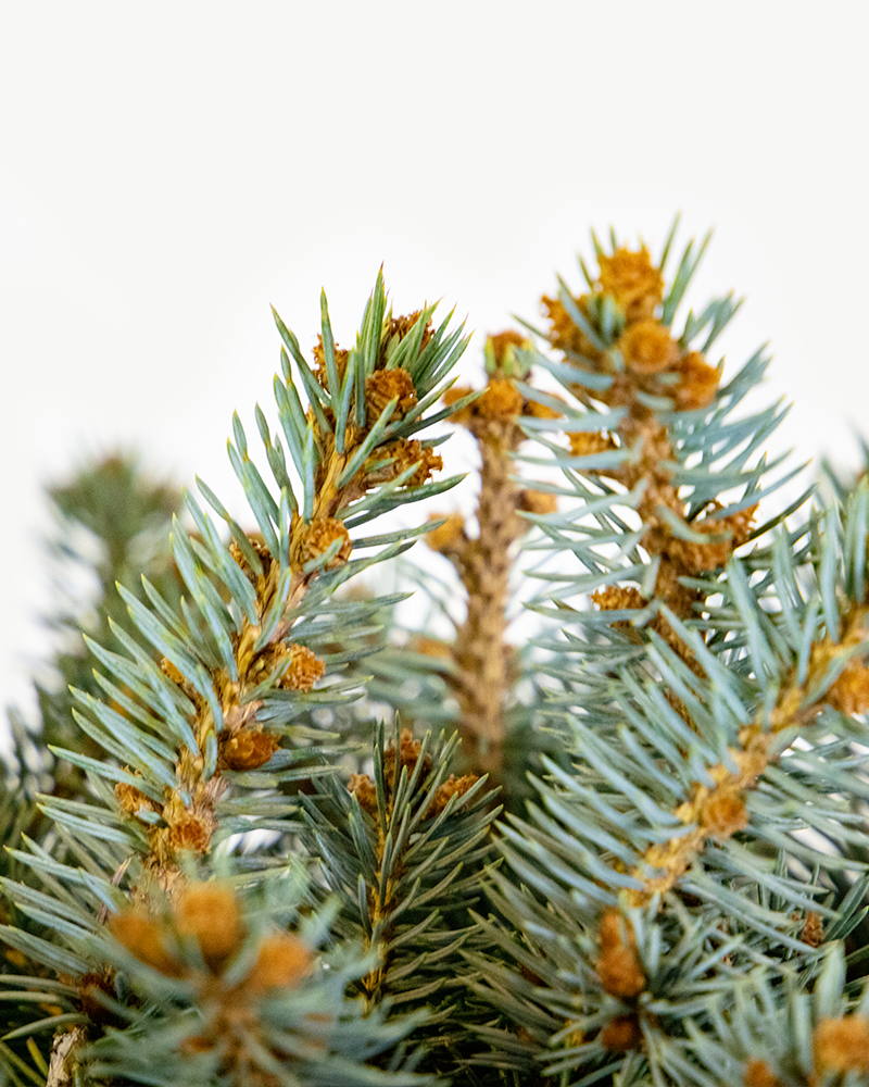 Globe Blue Spruce #5<br><i>Picea pungens Globosa</br></i>