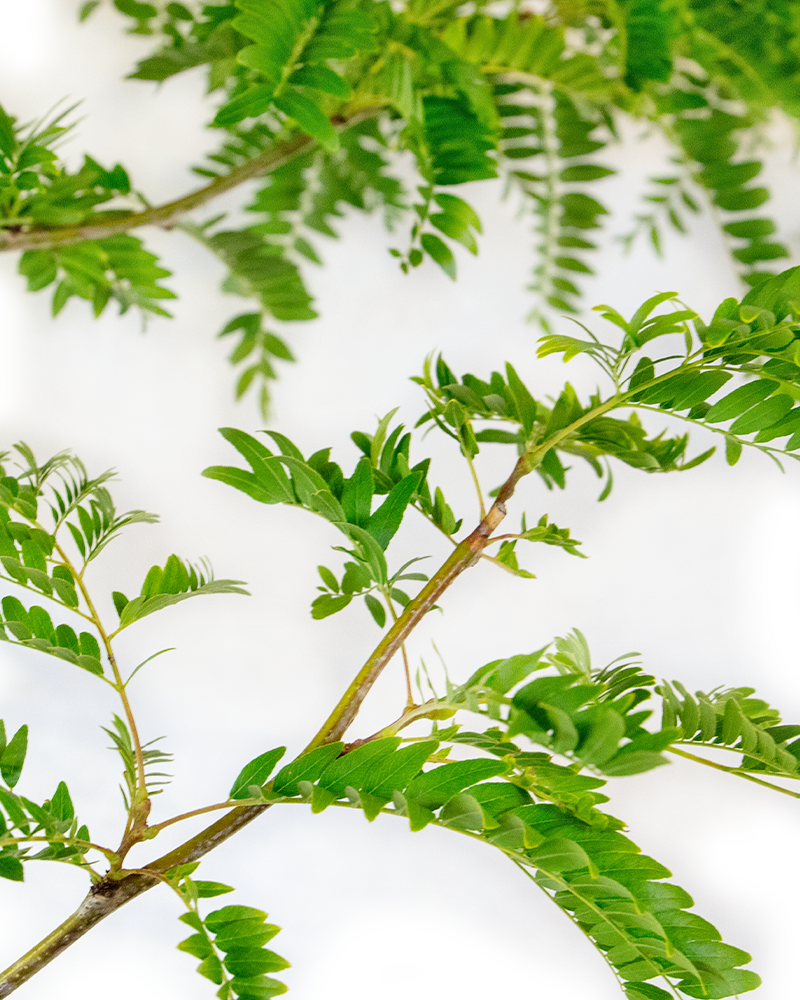 Sunburst Honeylocust #15<br><i>Gleditsia triacanthos Suncole</br></i>