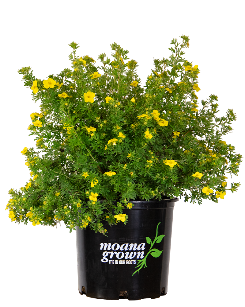 Goldfinger Potentilla #5<br><i>Potentilla fruticosa Goldfinger</br></i>