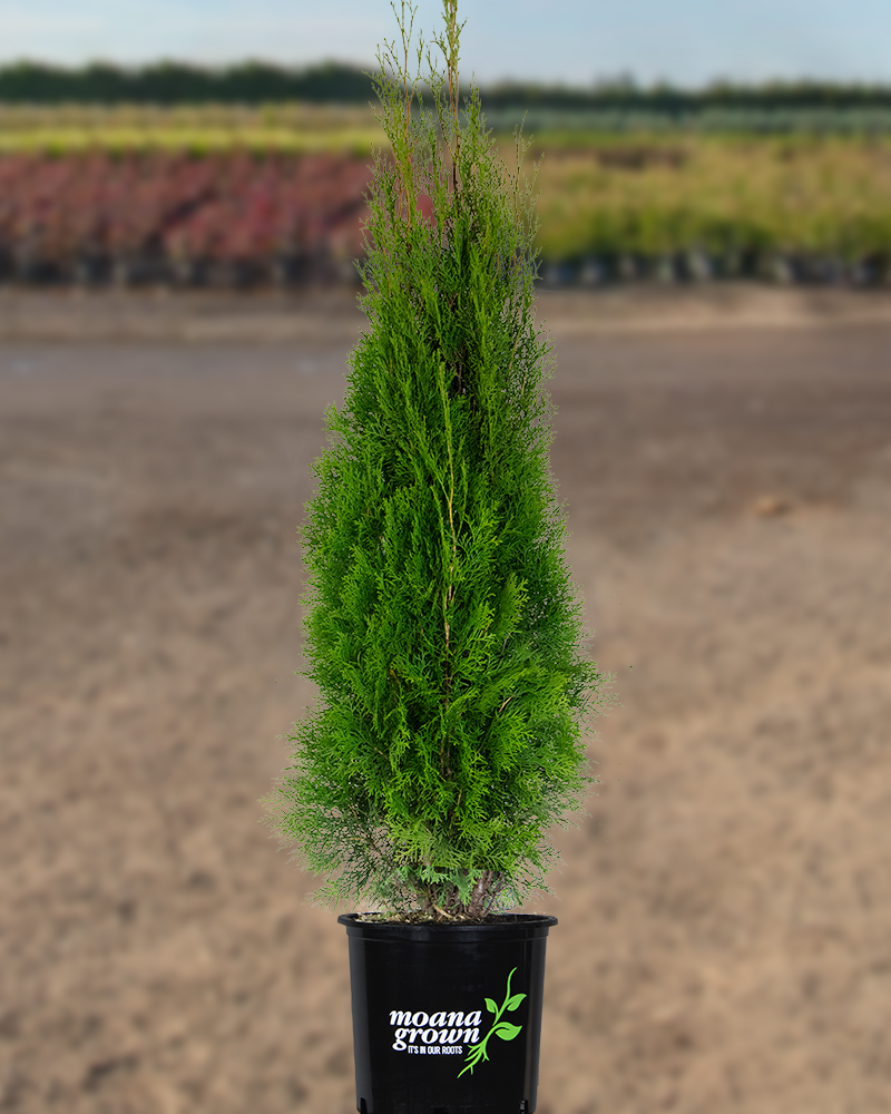 Emerald Green Arborvitae #5<br><i>Thuja occidentalis Smaragd</br></i>