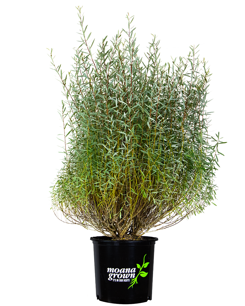 Dwarf Arctic Willow #5<br><i>Salix purpurea Nana</br></i>