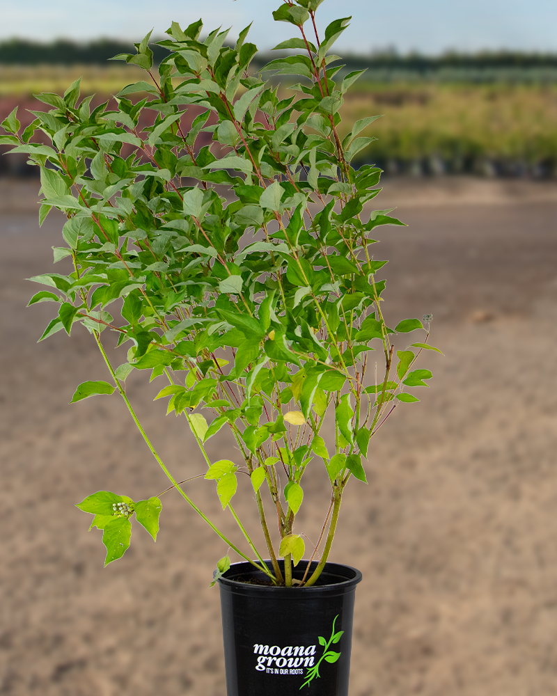 Bailey Red-Twig Dogwood #5<br><i>Cornus baileyi</br></i>