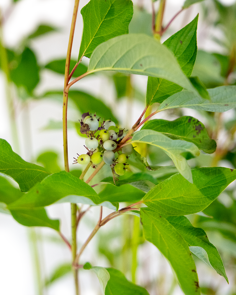 Bailey Red-Twig Dogwood #5<br><i>Cornus baileyi</br></i>