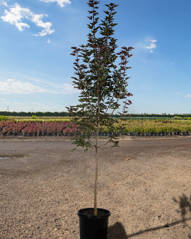 Crimson Sentry Norway Maple #15<br><i>Acer platanoides Crimson Sentry</br></i>