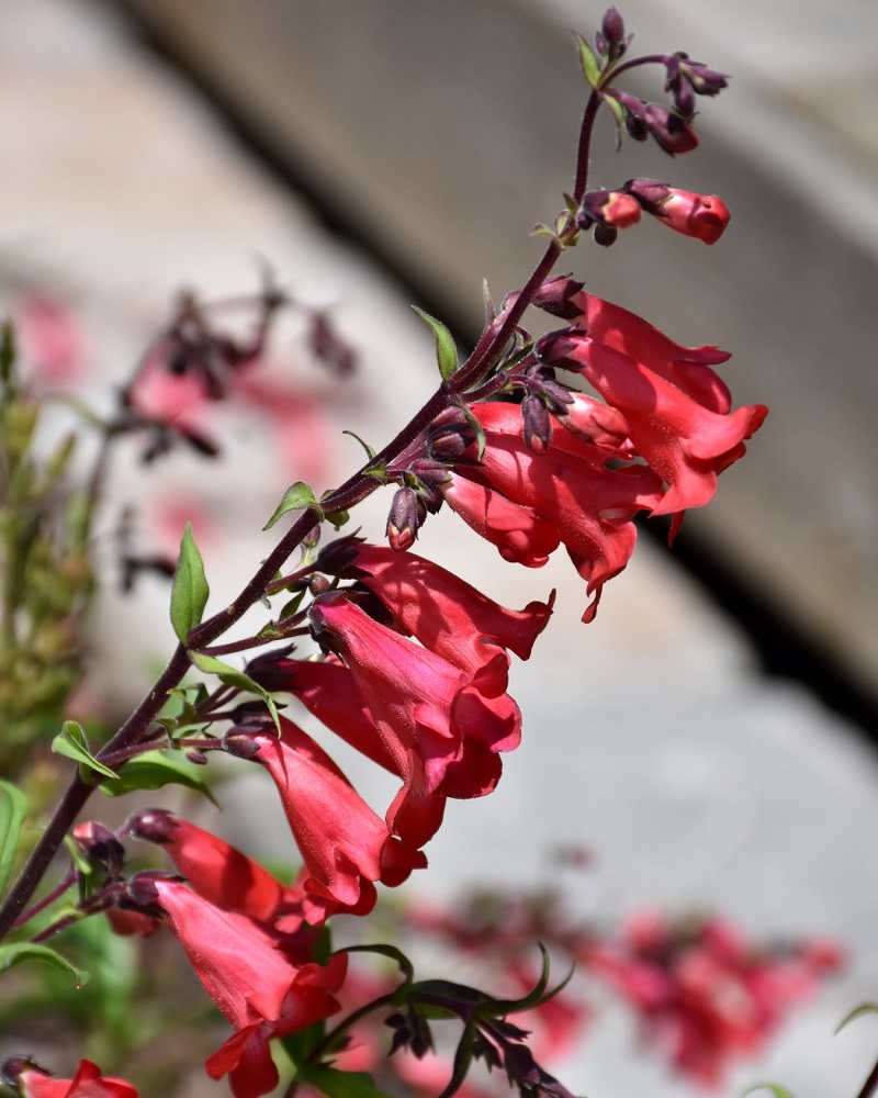 Cherry Sparks Beard Tongue #1<br><i>Penstemon Cherry Sparks</br></i>