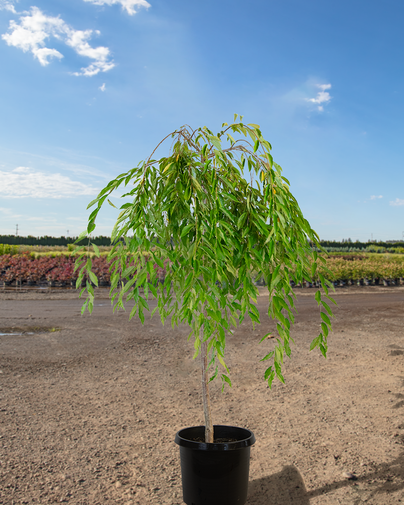 Double Pink Weeping Higan Cherry #15<br><i>Prunus subhirtella Pendula Plena Rosea</br></i>