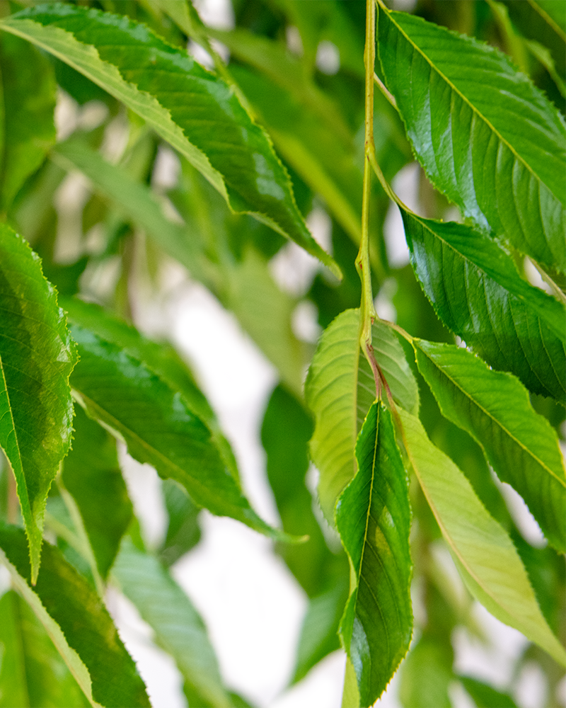 Double Pink Weeping Higan Cherry #15<br><i>Prunus subhirtella Pendula Plena Rosea</br></i>