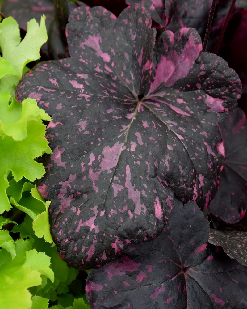 Midnight Rose Coral Bells #1<br><i>Heuchera Midnight Rose</br></i>