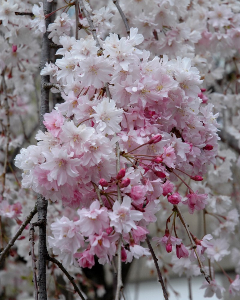 Double Pink Weeping Higan Cherry #15<br><i>Prunus subhirtella Pendula Plena Rosea</br></i>