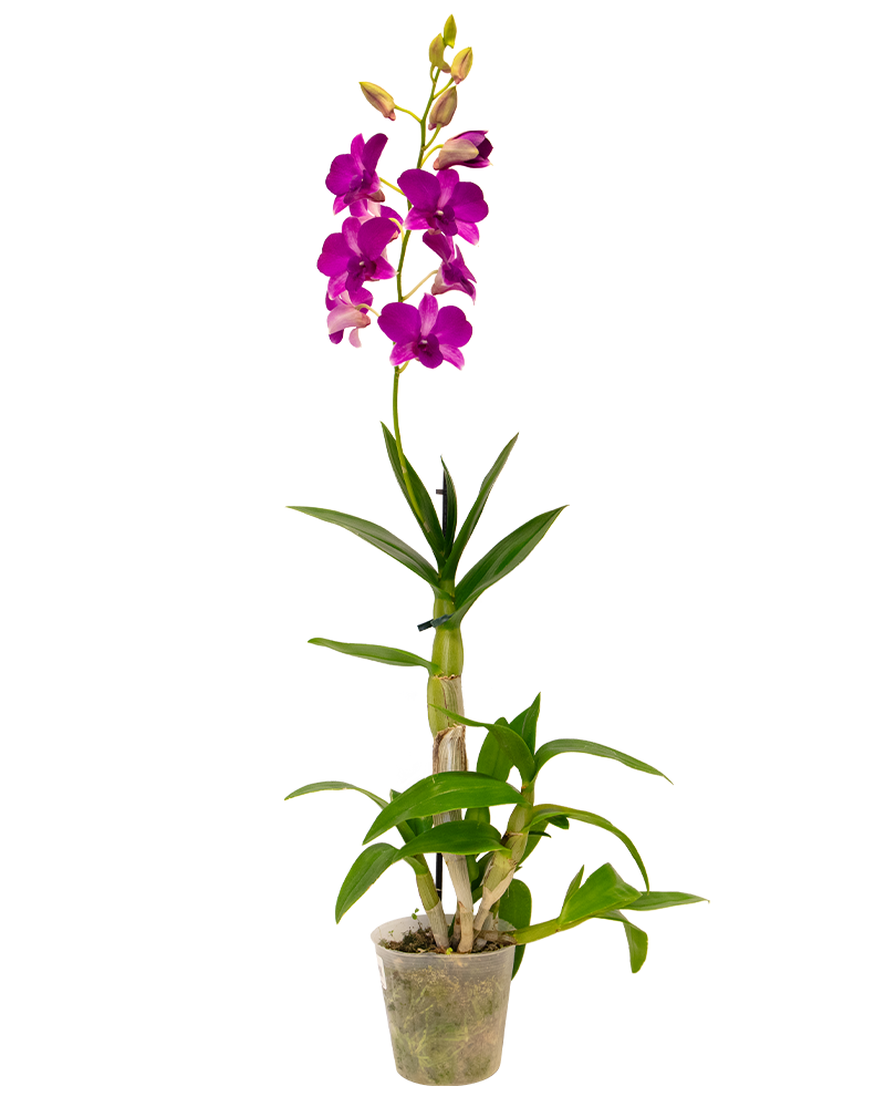 Orchid Dendrobium 4"