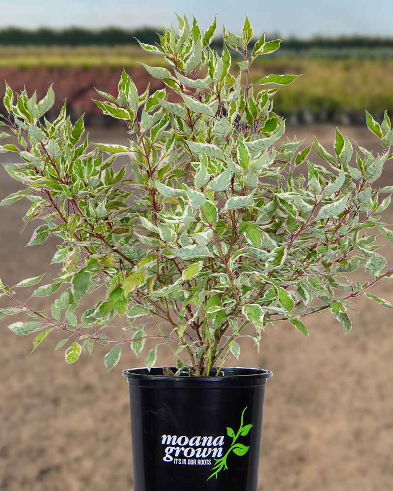 Ivory Halo Dogwood #5<br><i>Cornus alba Ivory Halo</br></i>