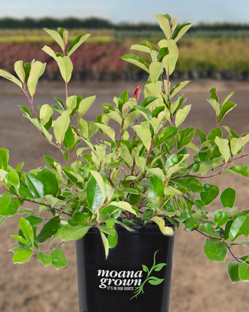 Fraser Photinia #5<br><i>Photinia x fraseri</br></i>