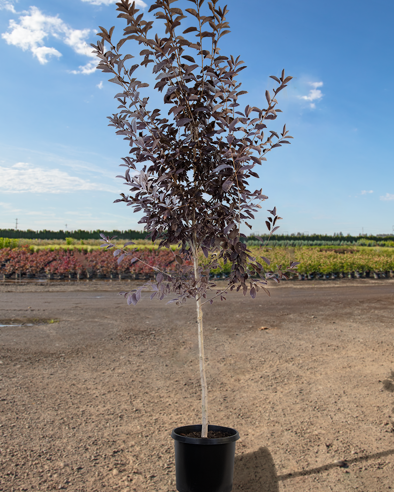 Canada Red Chokecherry #15<br><i>Prunus virginiana Canada Red</br></i>