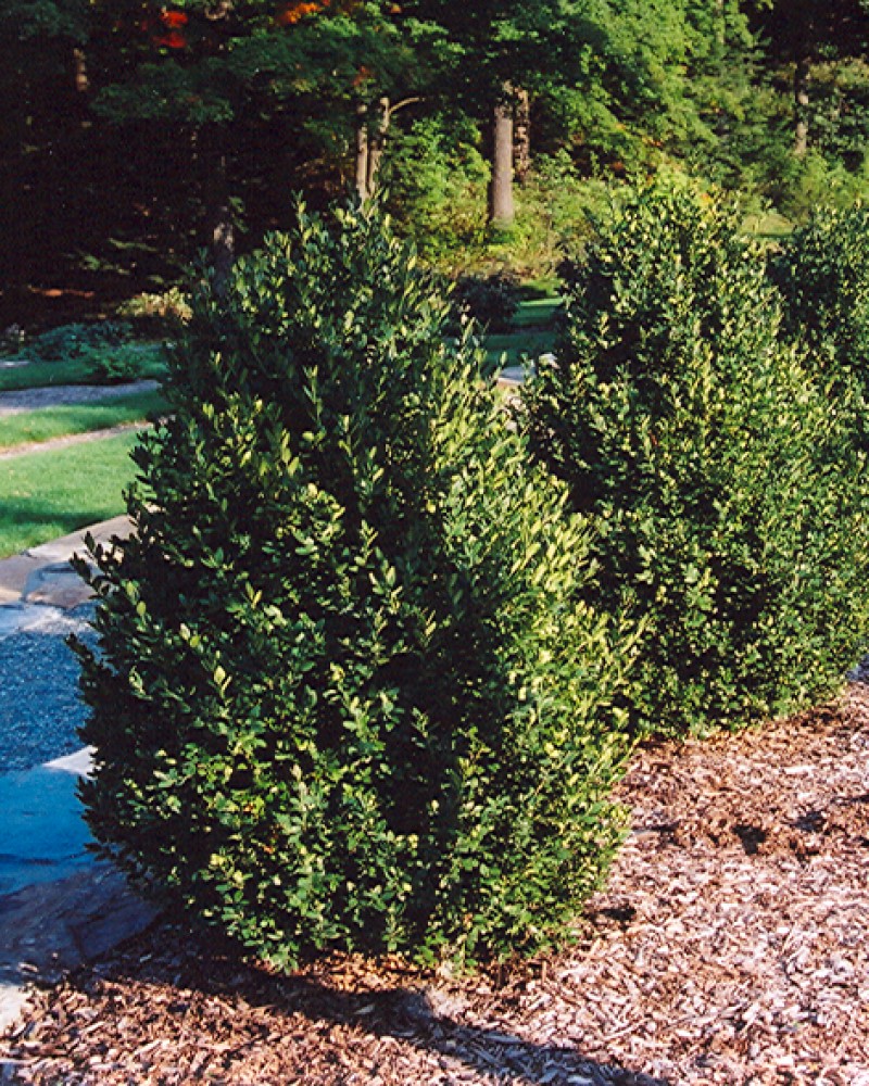 Green Mountain Boxwood #3<br><i>Buxus Green Mountain</br></i>