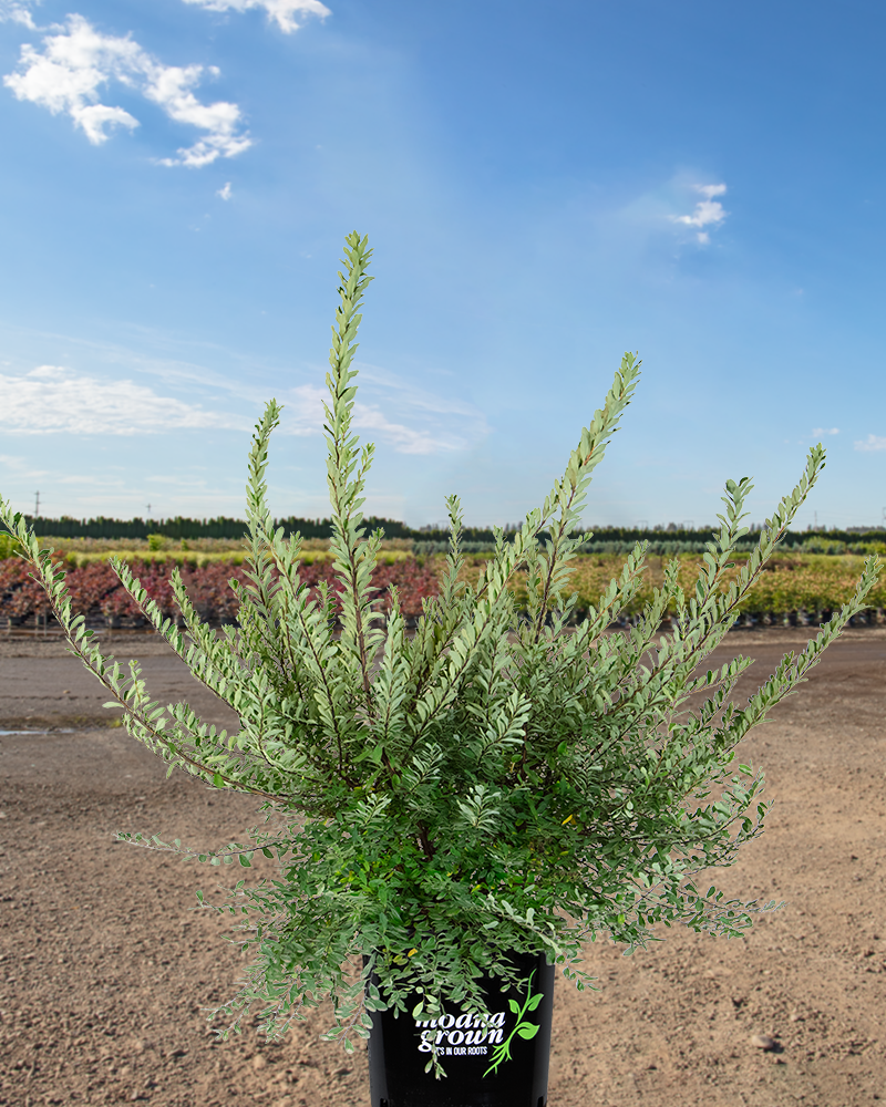 Snowmound Spirea #5<br><i>Spiraea nipponica Snowmound</br></i>