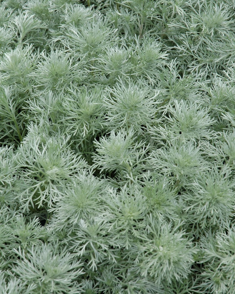 Silver Mound Artemesia #1<br><i>Artemisia schmidtiana Silver Mound</br></i>