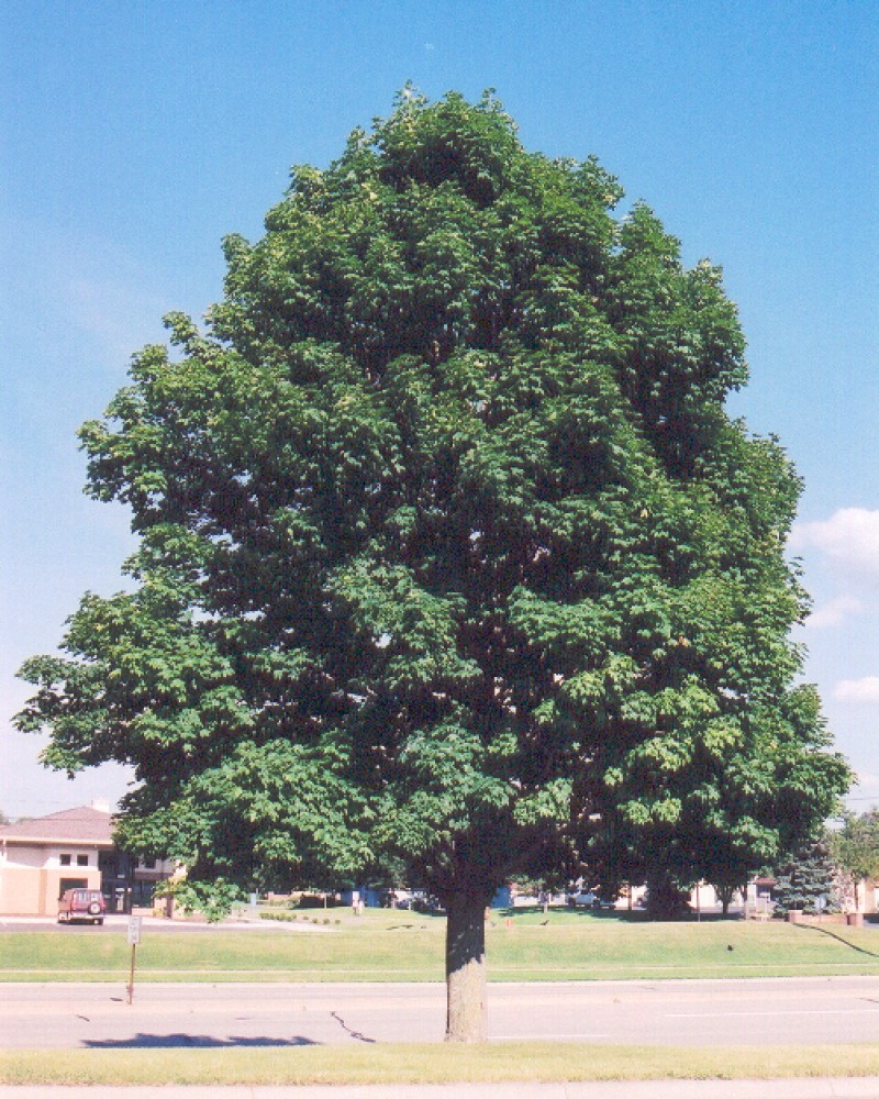 Emerald Queen Norway Maple #15<br><i>Acer platanoides Emerald Queen</br></i>