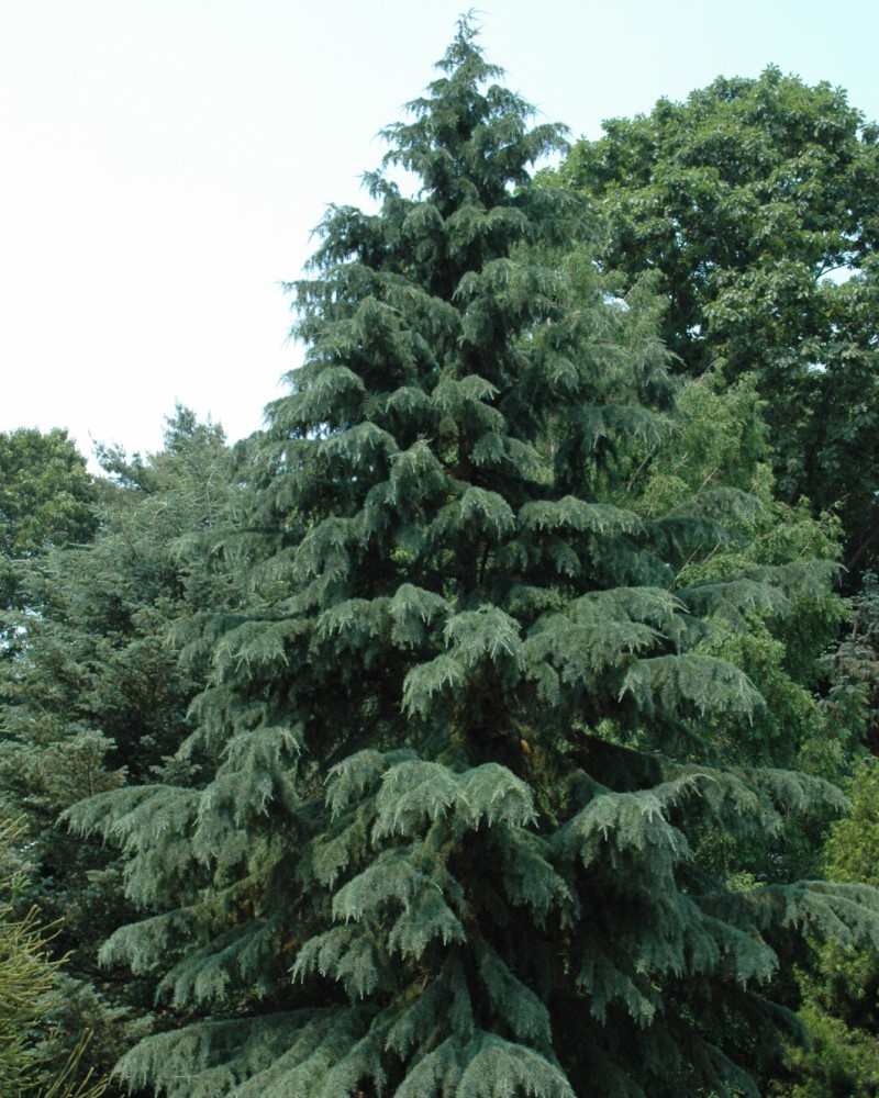 Deodar Cedar #20<br><i>Cedrus deodara</br></i>