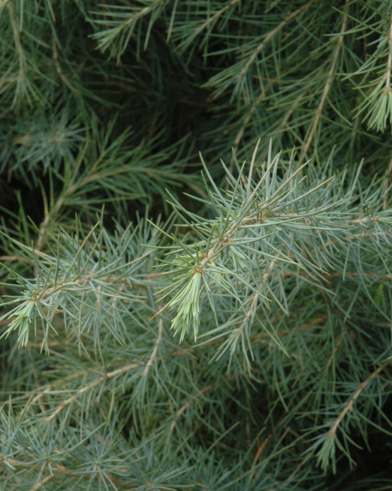 Deodar Cedar #20<br><i>Cedrus deodara</br></i>