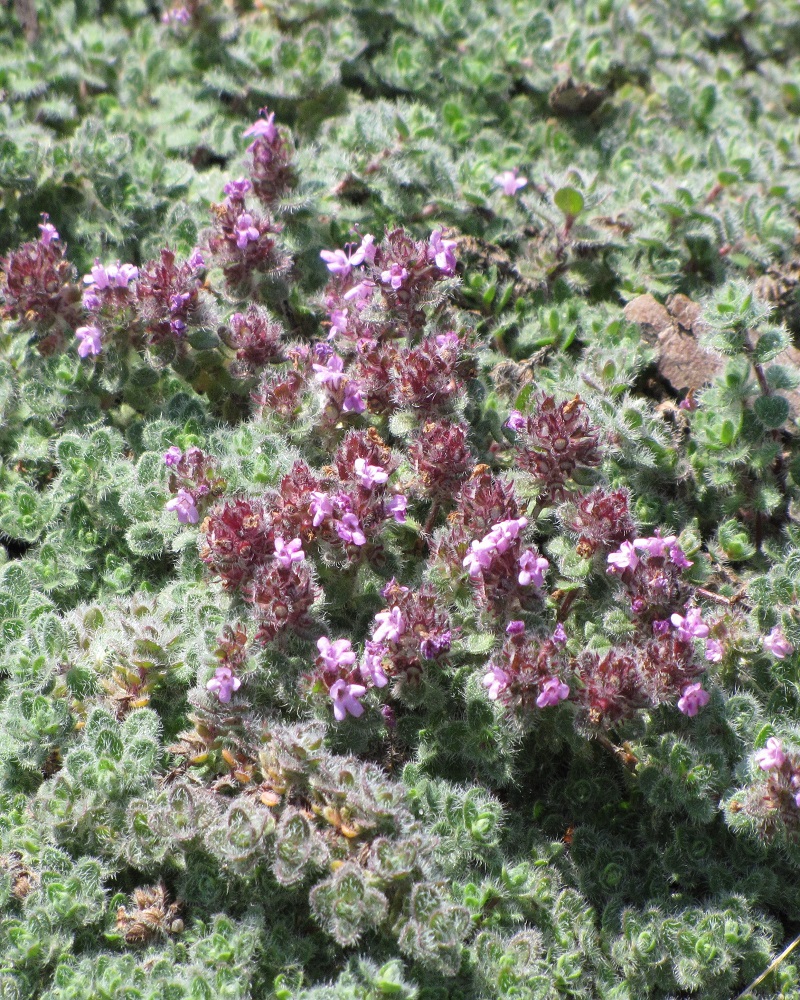 Wooly Thyme #1<br><i>Thymus pseudolanuginosis</br></i>