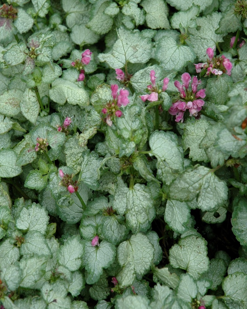 Lamium Beacon Silver #1