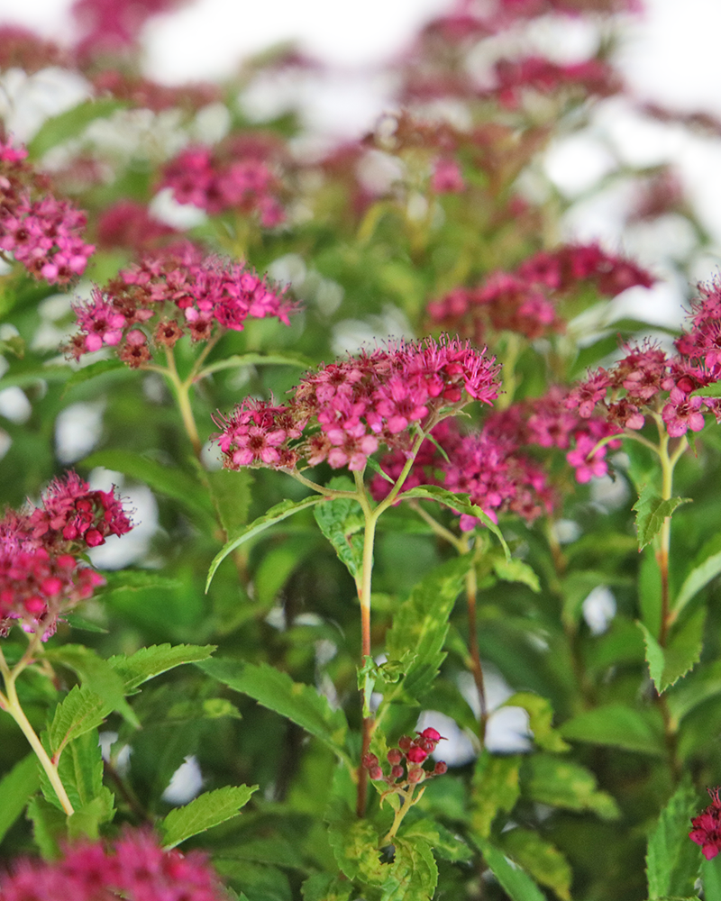 Neon Flash Spirea #5<br><i>Spiraea japonica Neon Flash</br></i>