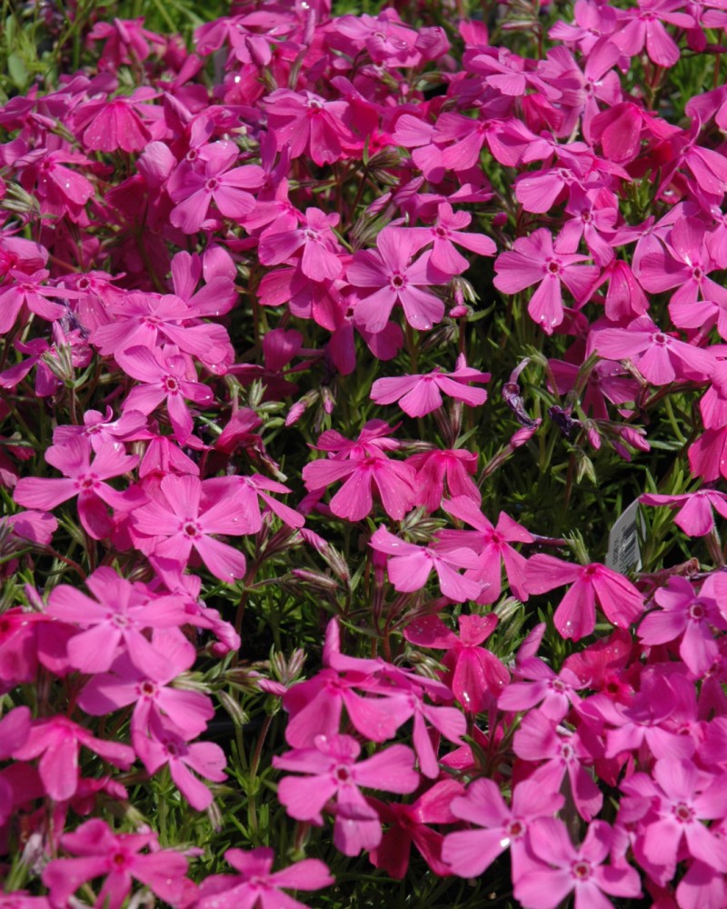 Drummond's Pink Moss Phlox #1<br><i>Phlox subulata Drummonds Pink</br></i>