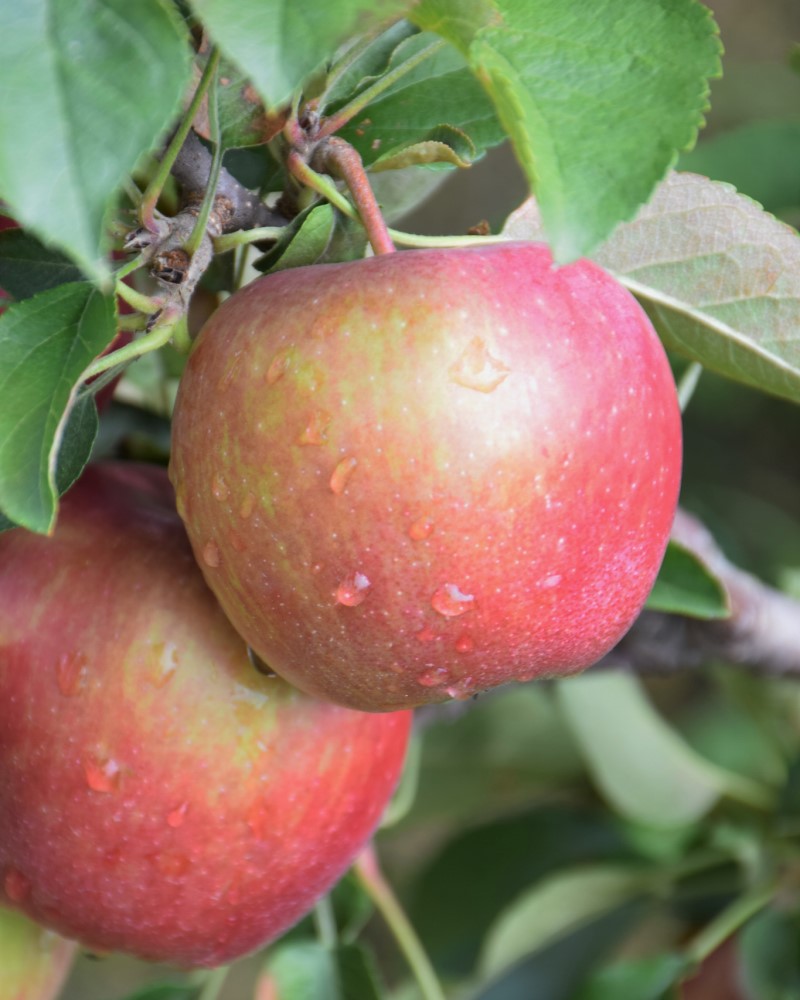 Red Delicious Apple #15<br><i>Malus Red Delicious</br></i>