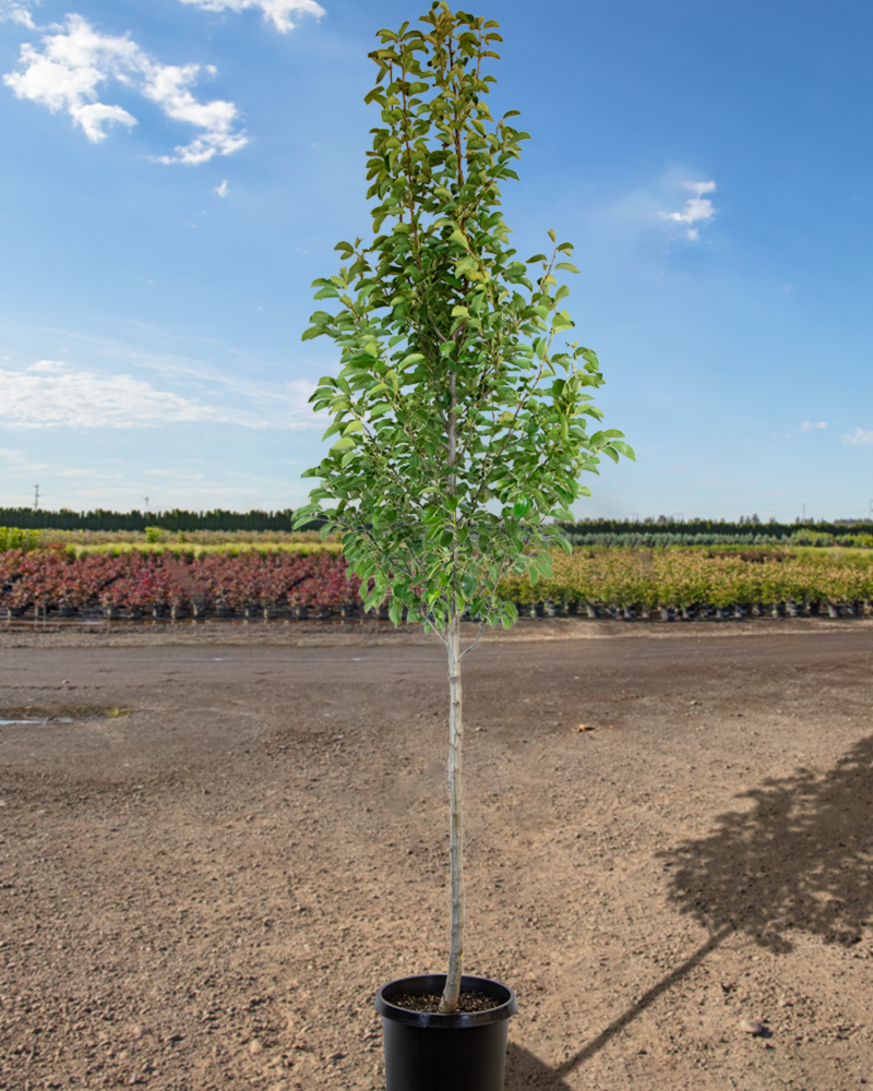 Chanticleer Ornamental Pear #15<br><i>Pyrus calleryana Chanticleer</br></i>