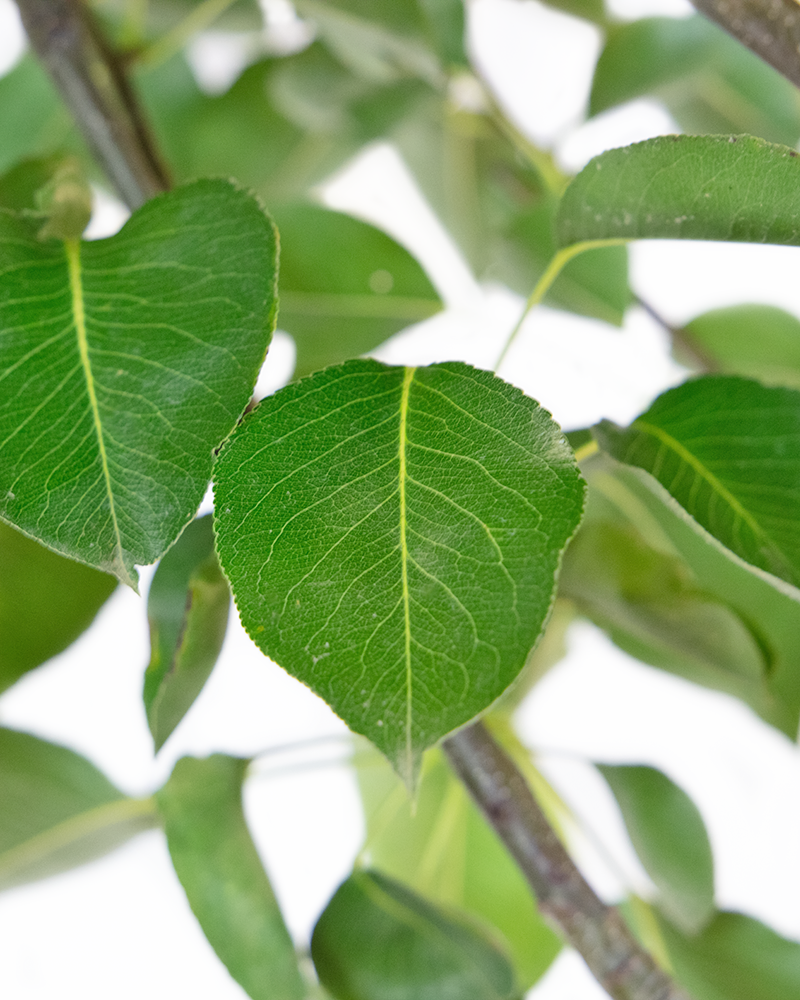 Chanticleer Ornamental Pear #15<br><i>Pyrus calleryana Chanticleer</br></i>