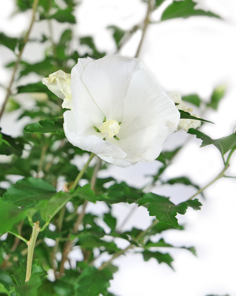 Diana Rose of Sharon #5<br><i>Hibiscus syriacus Diana</br></i>