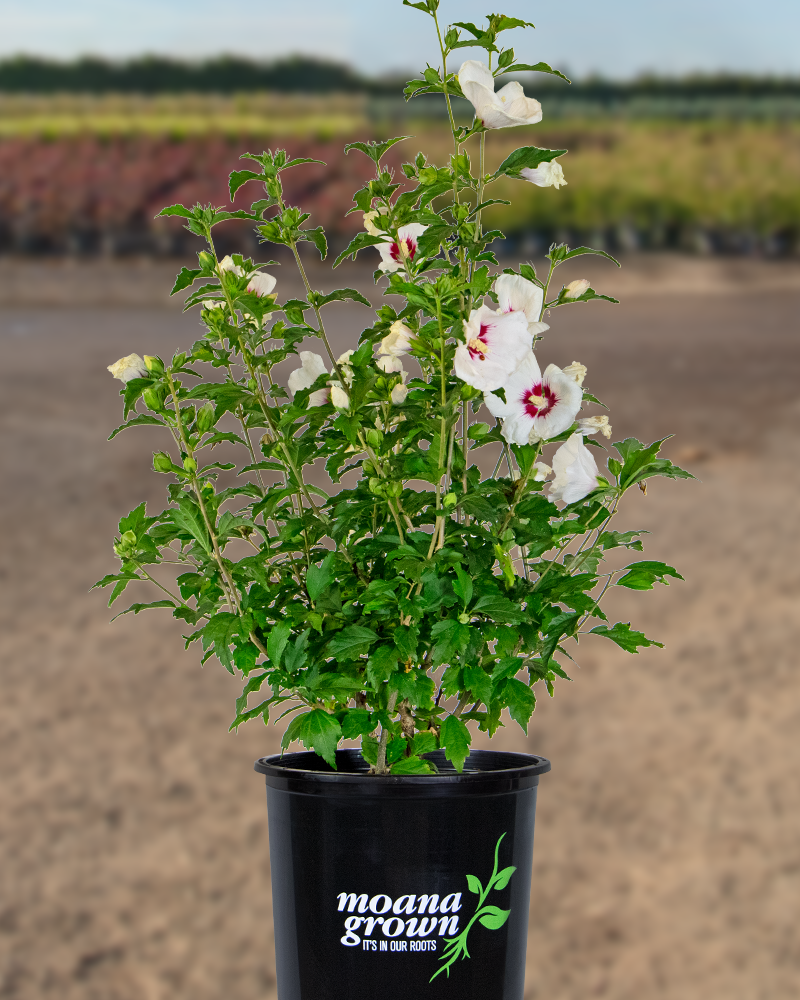 Red Heart Rose Of Sharon #5<br><i>Hibiscus syriacus Red Heart</br></i>